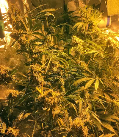 Sherbet (Seedstockers)