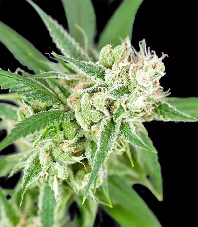 Sherbet (Seedstockers)