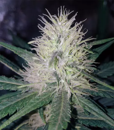 Sideral feminized seeds