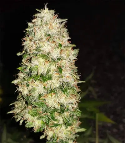 Semi femminizzati Skywalker Kush