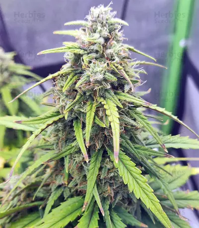 Strawberry Gum feminized seeds