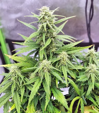 Strawberry Gum feminized seeds