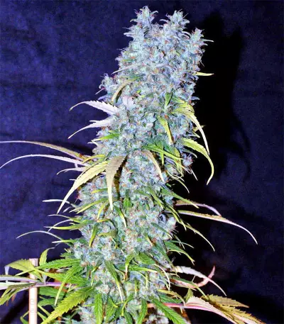 Sugarloaf (CannaBioGen)