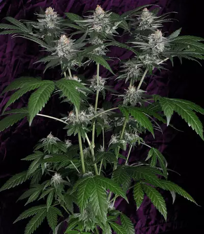 Super Lemon Haze x Gelato Seeds