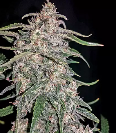 White Crystal Meth Auto strain