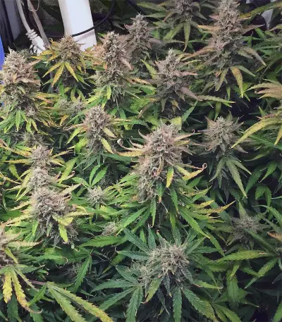 Wild Thailand Ryder feminized seeds
