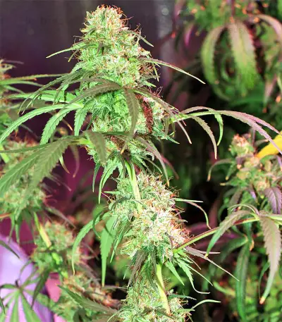 Zamaldelica Regular seeds
