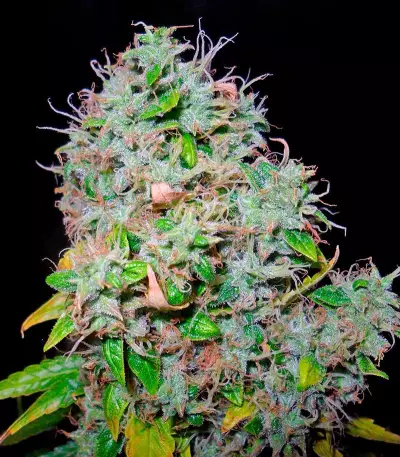Arjan's Haze #3 (GHS)