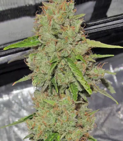 Big Bang Auto Seeds