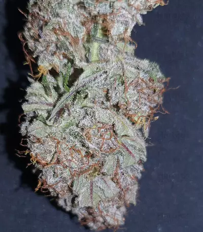 Cash Crop Auto (Cream of the crop seeds)