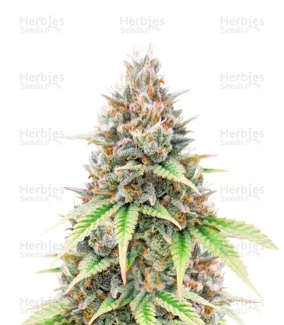 Critical Auto Feminized Seeds (Herbies Seeds USA)