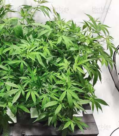 Graines de cannabis Critical Daddy (BlimBurn Seeds)