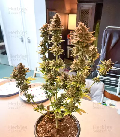 Ghost Chem OG Seeds (Seedkeepers)