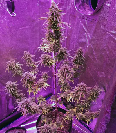 Semi femminizzati Girl Scout Cookies Auto (Auto Seeds)