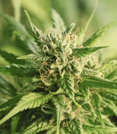 Golden Haze Seeds