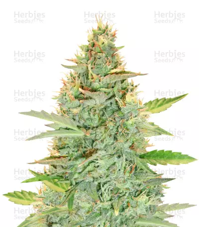 buy green crack auto feminized seeds