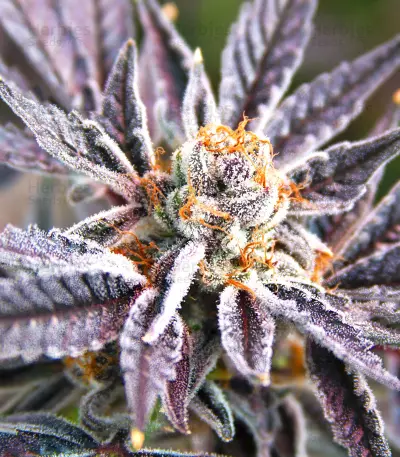 Kush Mintz Seeds (Barney’s Farm)