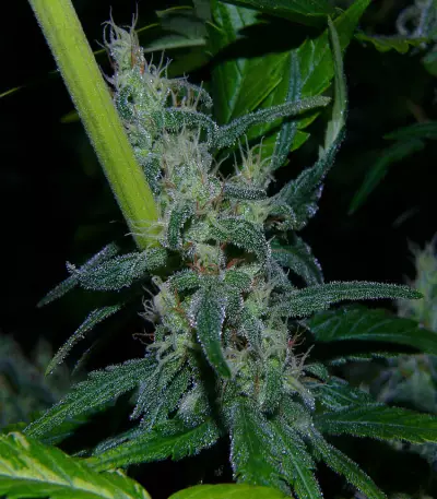 La Niña regular (Mr. Nice Seedbank)
