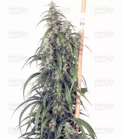 Mekong High (Dutch Passion)