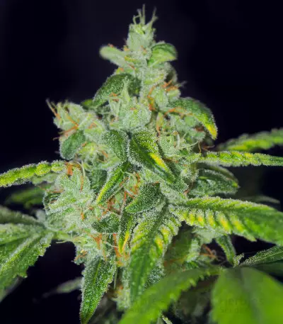 Sensi #32 (Sensi Seeds)