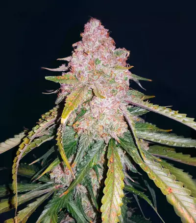 Skunk Auto feminized seeds (GHS)