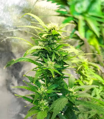 SoCal Masterkush Seeds