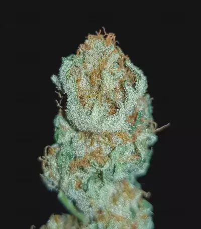 Amnesia Haze (Victory Seeds)