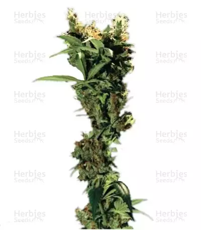 Arjan's Strawberry Haze feminized seeds