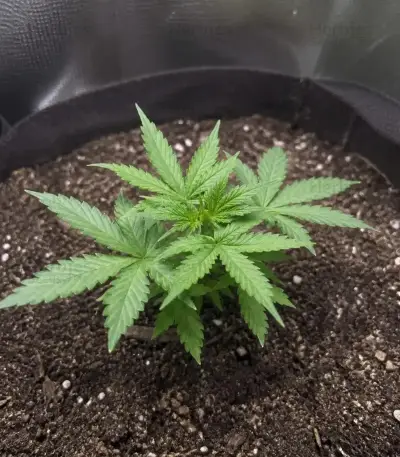Auto Strawberry Soda Seeds (Dutch Passion)
