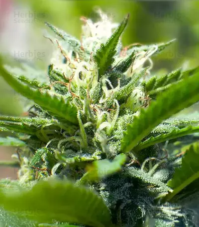 Bahia Black Head feminized seeds