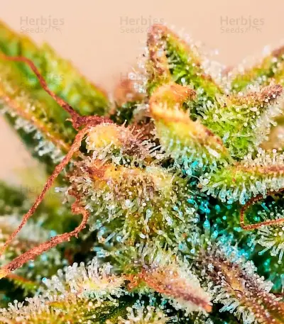 Buzz Bomb (Bomb Seeds)