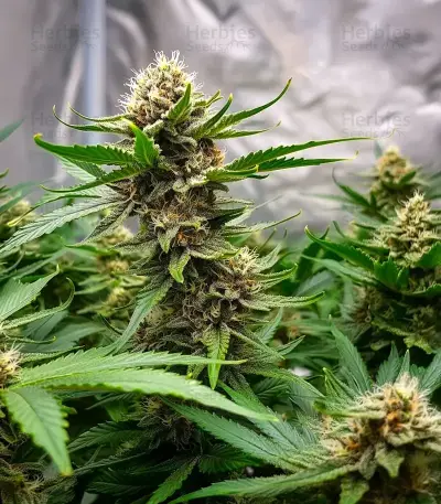 Colombian Gold Auto Seeds