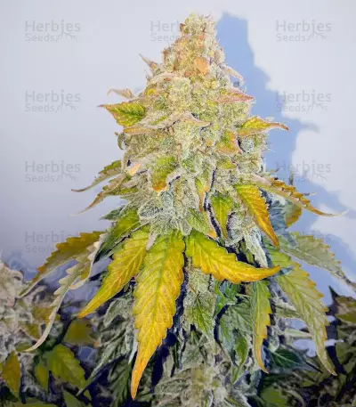 Deep Blue C F2 Auto feminized seeds