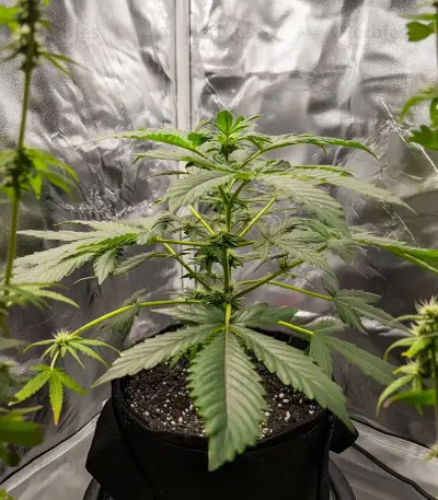 Do-Si-Dos Auto Seeds