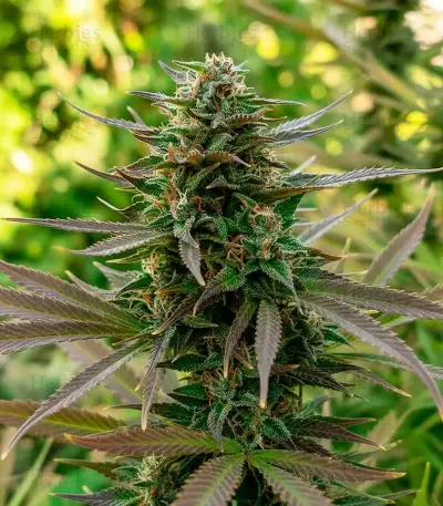 Durban Dew Seeds