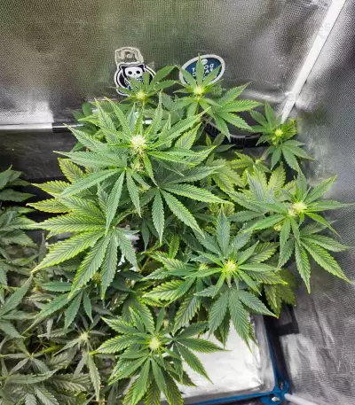 Forgotten Cookies Auto (Mephisto Genetics)
