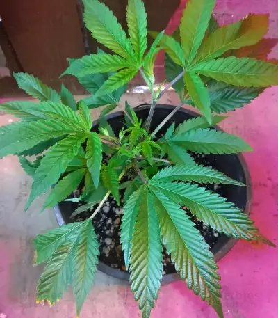 GG#4 Original Glue feminized seeds (Blackskull Seeds)