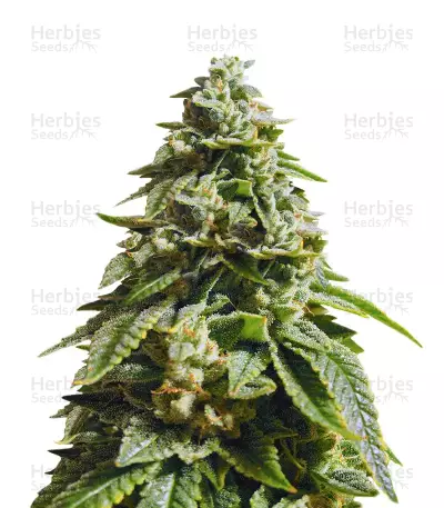 Glue Kripple feminized seeds