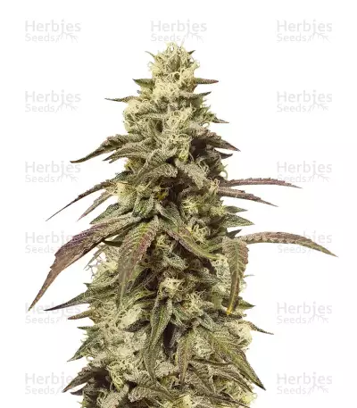 Grape OX regular (Rare Dankness Seeds)