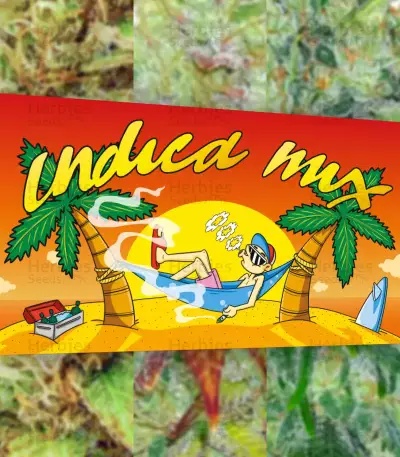 Indica Mix féminisée (Herbies Seeds)