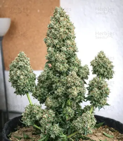 King's Juice Auto Seeds