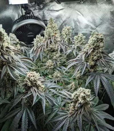 Mandarin Cookies R1 V2 (Ethos Genetics)