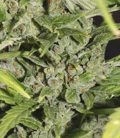 Sementes Feminizadas Monster Bruce Banner Auto (Monster Genetics)