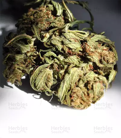Northern Light Auto Seeds