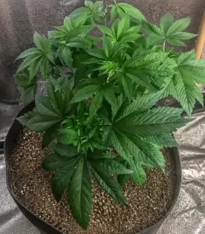 Planet Of The Grapes Auto Seeds (Ethos Genetics)