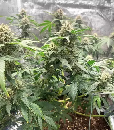 Semi femminizzati Samsquanch OG Auto