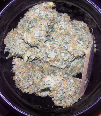 Semi femminizzati Trans Siberian Auto