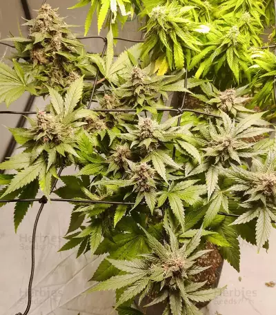 Tropicanna Poison F1 Fast Version Feminized Seeds (Sweet Seeds)