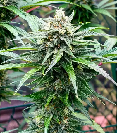 White Lemon Seeds
