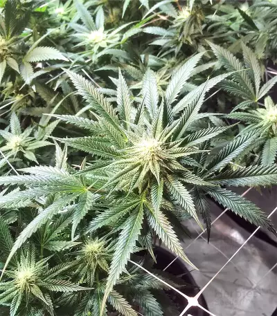 White OG feminized seeds